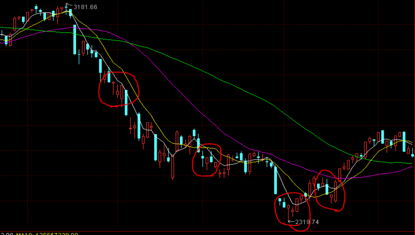 国家二级保护动物斑鳠人工繁育技术取得新突破